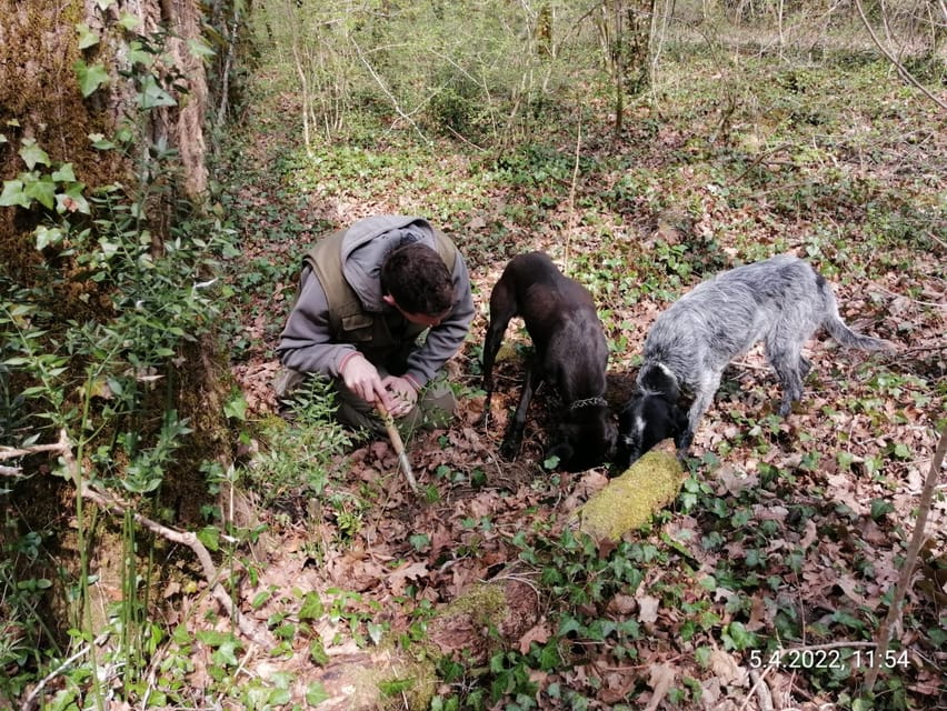 Livade: Guided Truffle Hunting Walking Tour - What to bring so the forest feels fun, not annoying