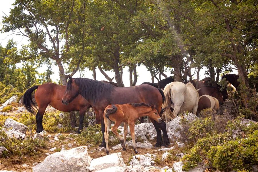 Makarska: Biokovo Skywalk 4X4 Tour - Ultimate Mountain Views - Sinjal Peak at 1,335 m, the viewpoint walk and the big drink break