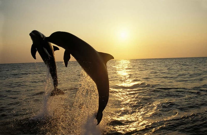 Medulin: Dolphin Sunset Tour 85% chance with Drinks + Dinner - Setting off from Medulin Harbour and checking in right