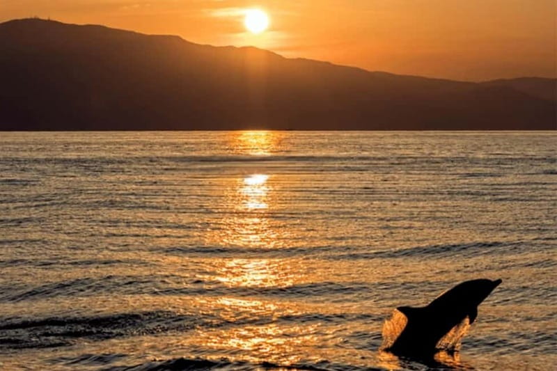 Medulin: Dolphin Sunset Tour 85% chance with Drinks + Dinner - Cape Kamenjak sightseeing, open water views, and shade on board