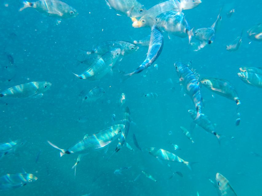 Medulin: Private Boat Tour with Captain - Price and value: $412 per group up to 8