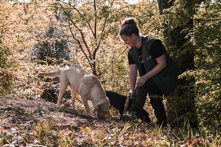 Paladini: Truffle Hunting Tour with 3-Course Tasting Menu - Key highlights you should circle