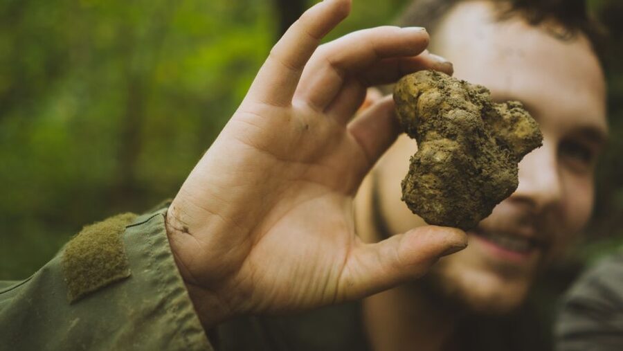 Paladini: Truffle Hunting Tour with 3-Course Tasting Menu - Where Paladini fits into Istria County, and why this tour feels local