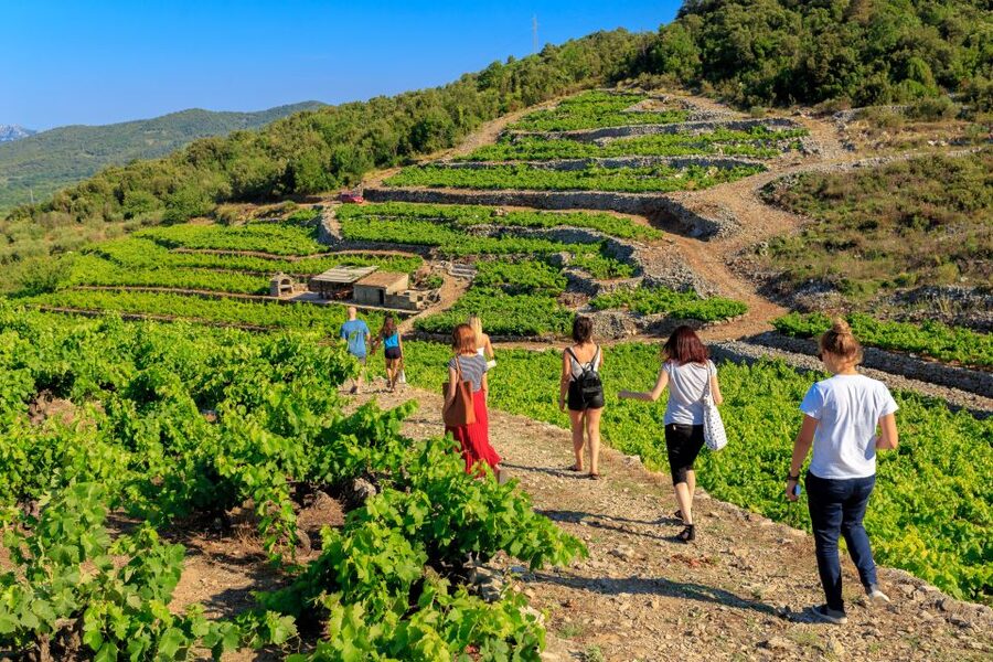 Pelješac Full-Day Wine and Food Tour from Dubrovnik - FAQ