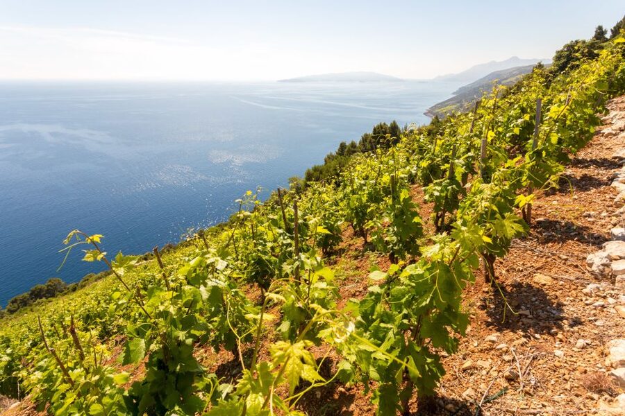 Pelješac Full-Day Wine and Food Tour from Dubrovnik - Pelješac wine country: Plavac Mali and Dingac on steep slopes