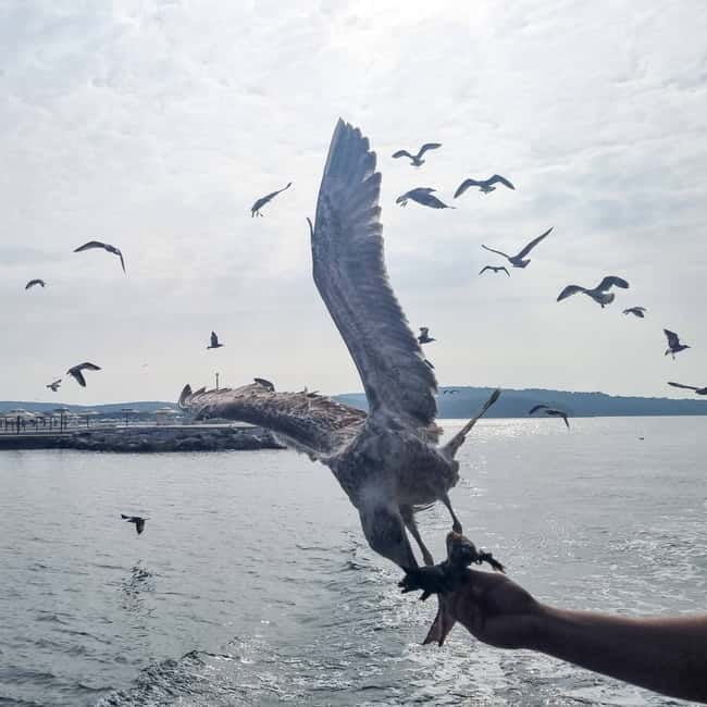 Poreč: Boat Day Trip to Rovinj with or without Fish Lunch - Key highlights to know before you go