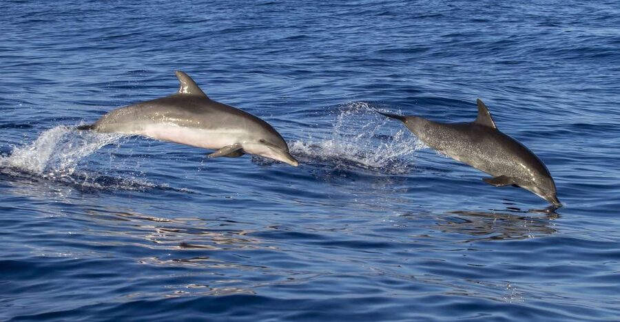 Poreč: Dolphin Spotting Cruise with Included Drinks - Key things to know before you go