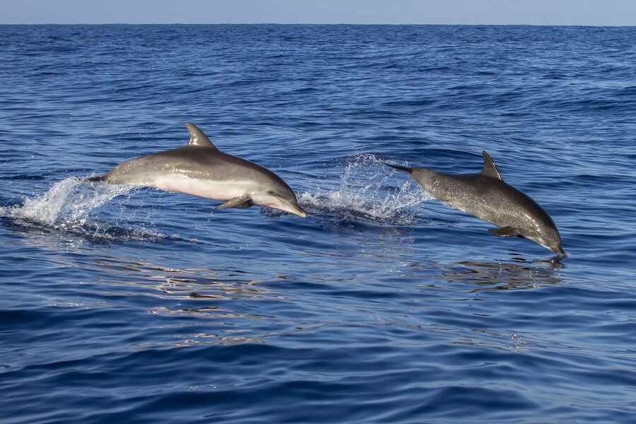 Poreč: Dolphin Spotting Cruise with Included Drinks - The Fjera boat experience in Poreč’s port