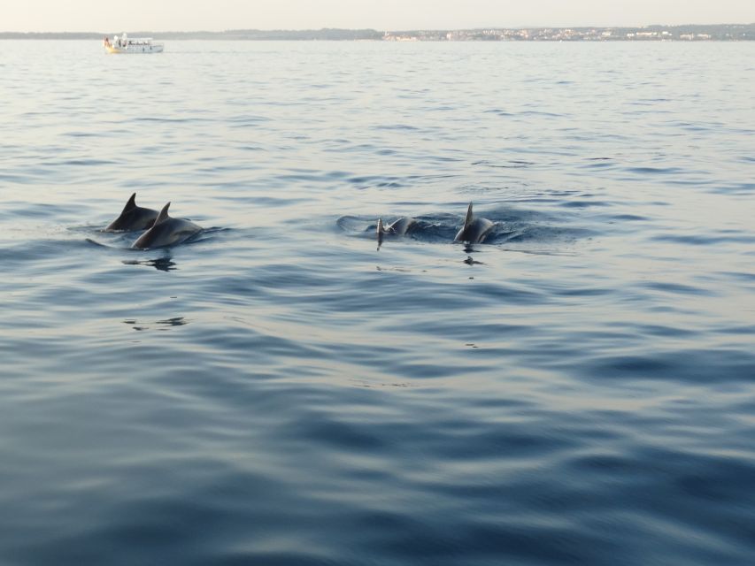 Poreč: Dolphin Spotting Cruise with Included Drinks - The 2-hour flow: from Kristofor departure to dolphin watch