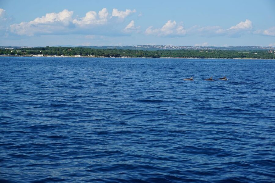 Poreč: Dolphin Spotting Cruise with Included Drinks - What the views feel like on the water