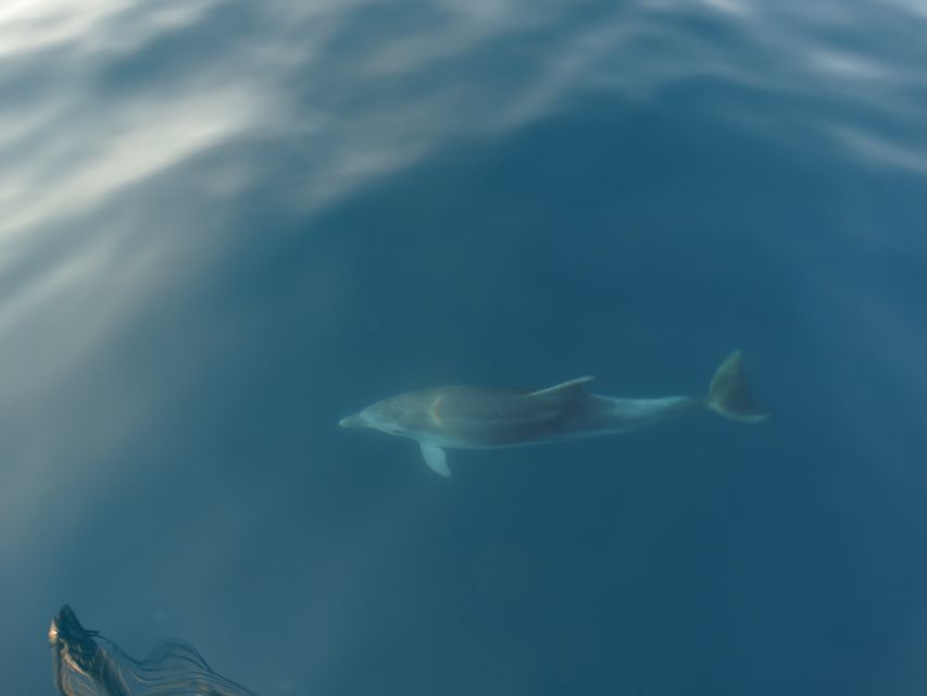 Poreč: Dolphin Spotting Cruise with Included Drinks - Drinks on board: unlimited wine and water without stress