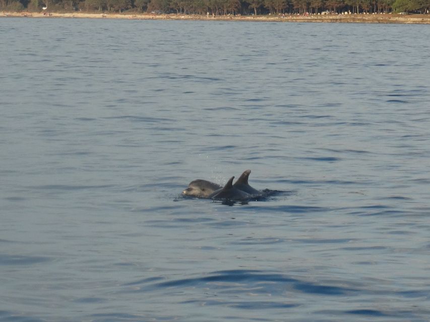 Poreč: Dolphin Spotting Cruise with Included Drinks - Should you book the Poreč dolphin spotting cruise?