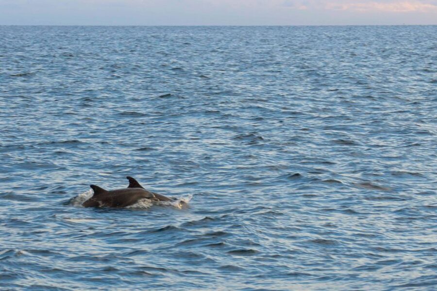 Poreč: Evening Boat Trip to Discover Dolphins - Why Poreč Makes a Great Base for an Evening Dolphin Hunt