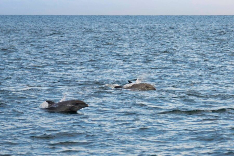 Poreč: Evening Boat Trip to Discover Dolphins - Wine, Water, Music, and the Onboard Atmosphere