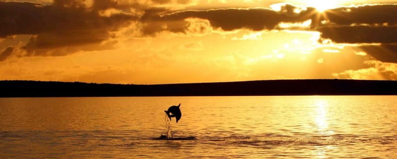 Poreč: Sunset Dolphin Safari Cruise with Drinks - Key Things To Know Before Your MONVI Dolphin Safari