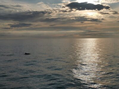 Sunset Dolphin Safari Cruise with Drinks