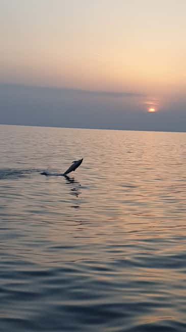 Poreč: Sunset Dolphin Safari with Dinner and Drinks - Key Highlights You Should Not Miss