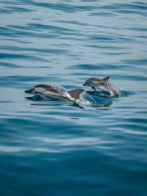 Private boat trips in Porec: dolphin watching, panoramic tour - Private Poreč dolphin safari with a reserved boat, up to 10 people