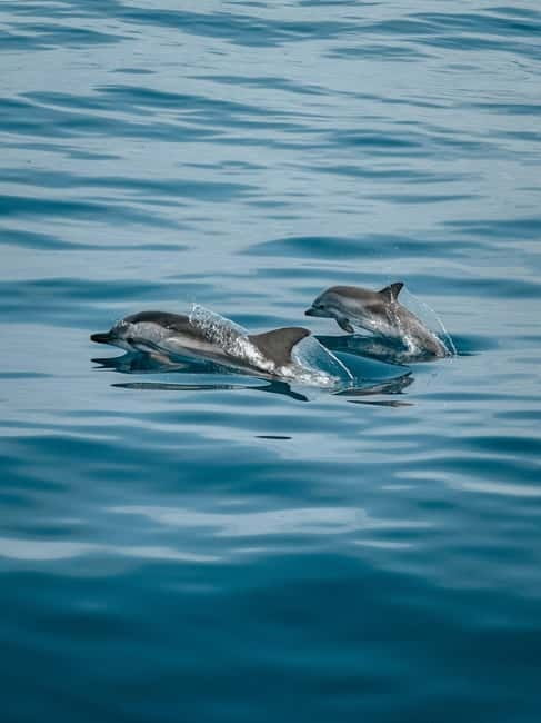 Private boat trips in Porec: dolphin watching, panoramic tour - Dolphins first, with the skipper actively searching (even when it’s bumpy)