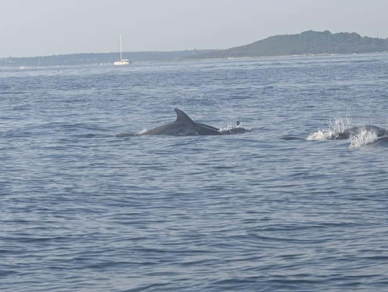 Private boat trips in Porec: dolphin watching, panoramic tour - Panoramic cruise of Poreč port and the island of Sveti Nikola