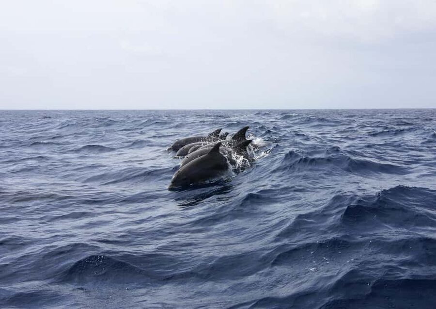 Private boat trips in Porec: dolphin watching, panoramic tour - Drinks onboard: included comfort, not an upsell