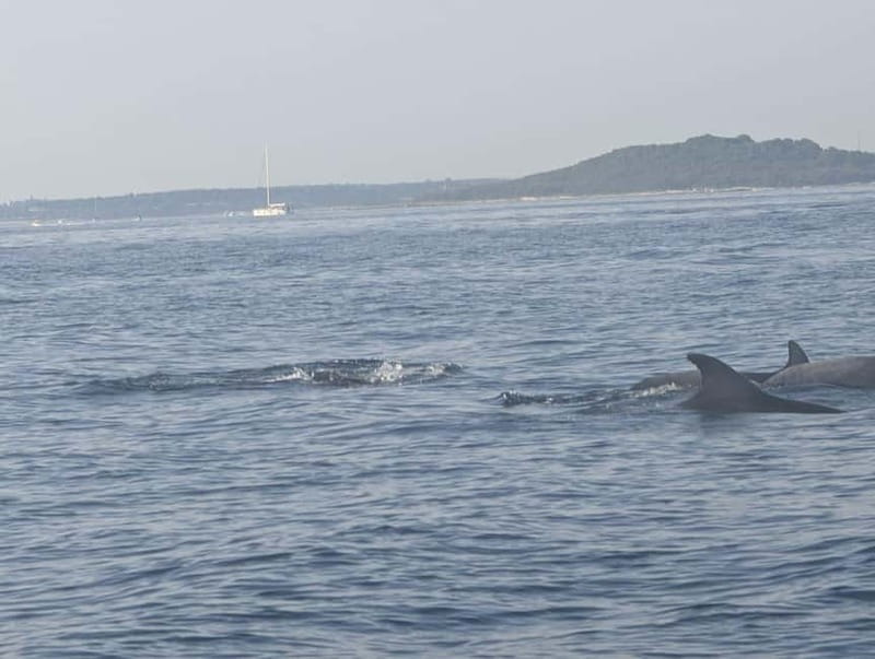 Private boat trips in Porec: dolphin watching, panoramic tour - Who this trip is best for, and who should skip it