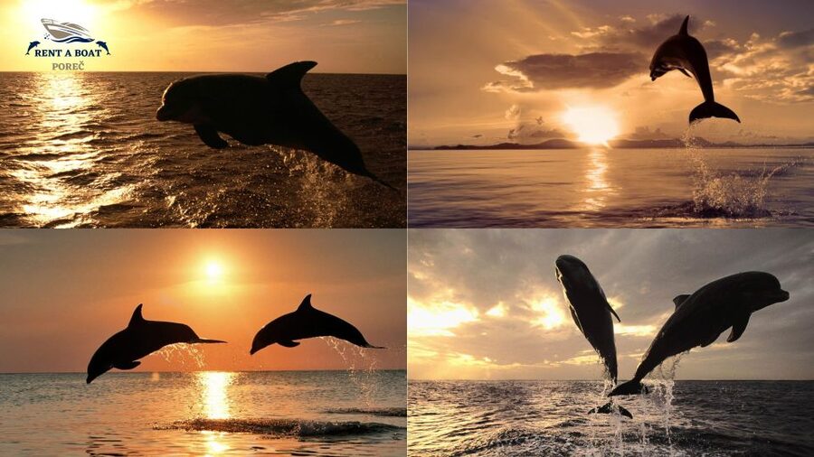 Private Family Dolphin Tour in Poreč - The Guides: David and Robert Keep It Friendly and Respectful