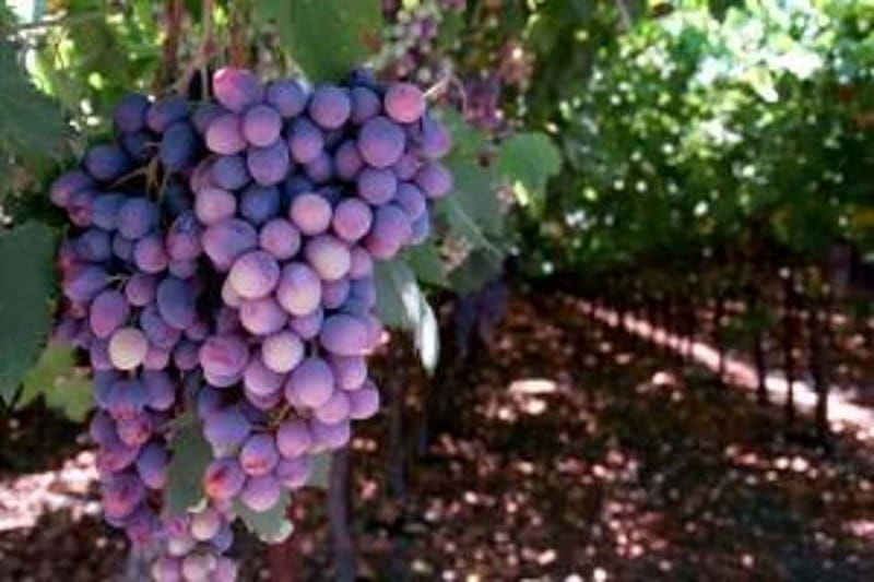 Private Full-Day Wine Tour from Dubrovnik to Peljesac - The three winery stops: vineyards, cellars, and conversations with makers