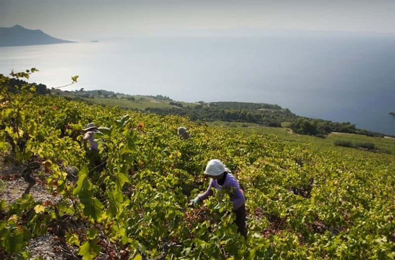 Private Full-Day Wine Tour from Dubrovnik to Peljesac - Lunch, bottle shopping, and how to avoid wasting the day