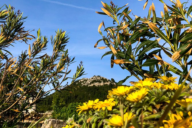 Private Lopud Walking Tour - Stop 6: Park Dordic Mayineri, the “park of love” and changing tastes