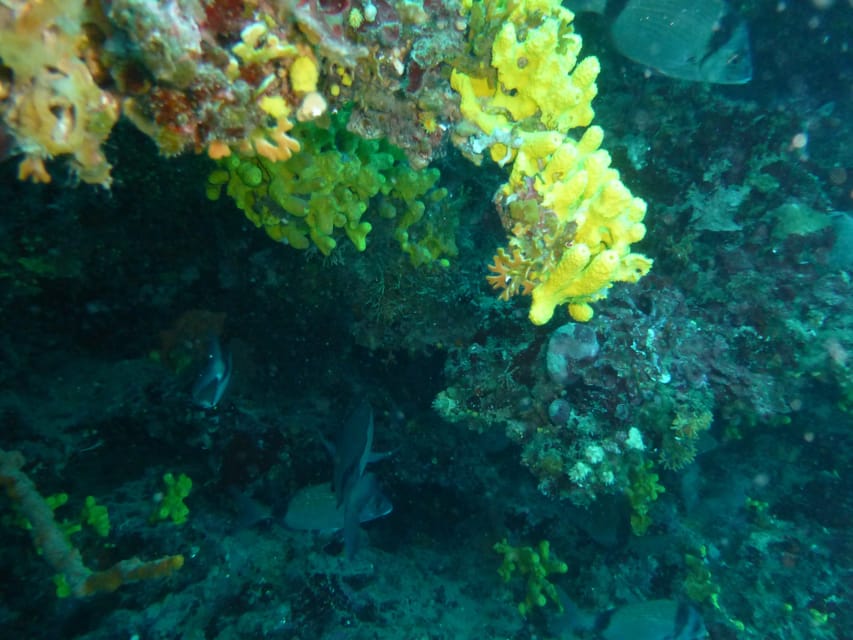 Pula: 2.5-Hour Snorkelling Experience - Optional Cliff Jumping: Thrill Time, Not a Requirement