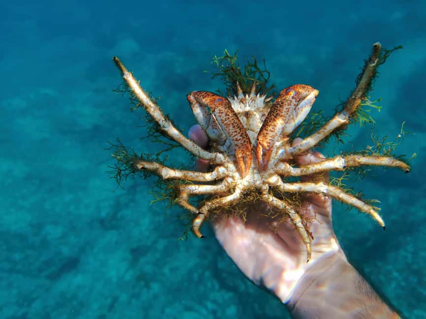 Pula Adventure: Snorkeling Boat Trip & Cliff Jumping - The human factor: what Matheo-style guiding feels like