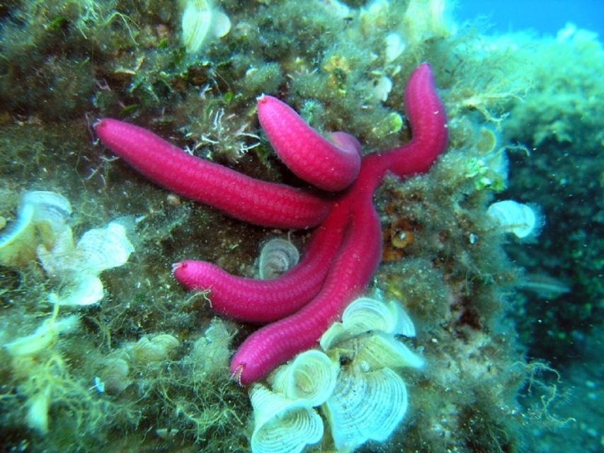 Pula: Bike Tour of Ancient Pula & Aquatic Adventures - Punta Verudela and Uljanik: the port area you might otherwise miss