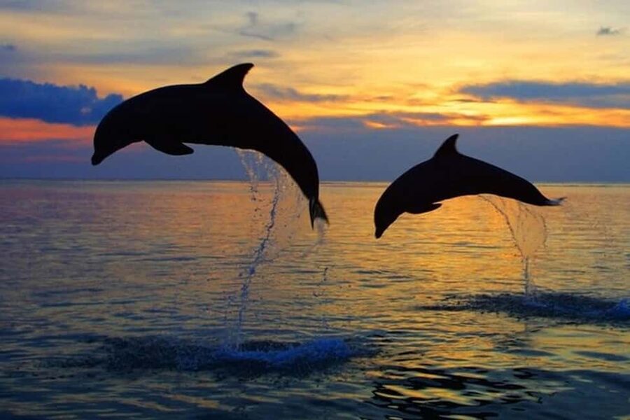 Pula: Boat Dolphin tour and Romantic Sunset at N.P. Brijuni - Key bits you should know before you go