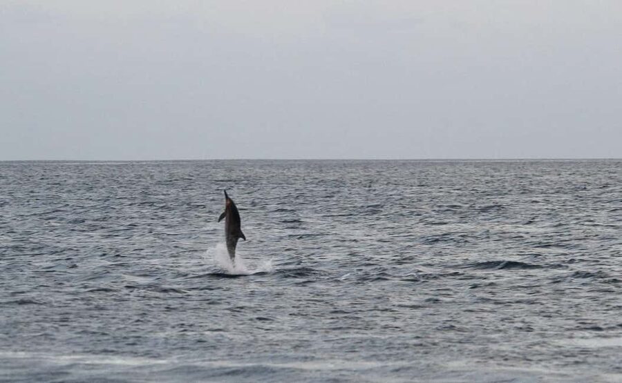 Pula: Boat Dolphin tour and Romantic Sunset at N.P. Brijuni - Why this sunset dolphin cruise works so well from Pula