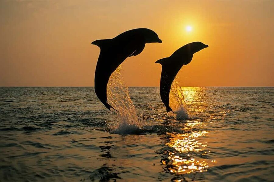 Pula: Boat Dolphin tour and Romantic Sunset at N.P. Brijuni - Comfort and sound: plan around the small-boat reality
