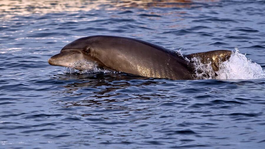 Pula: Brijuni Dolphin Watching cruise with Dinner & Sunset - The Dolphin Search: Bottlenose Dolphins Around Brijuni
