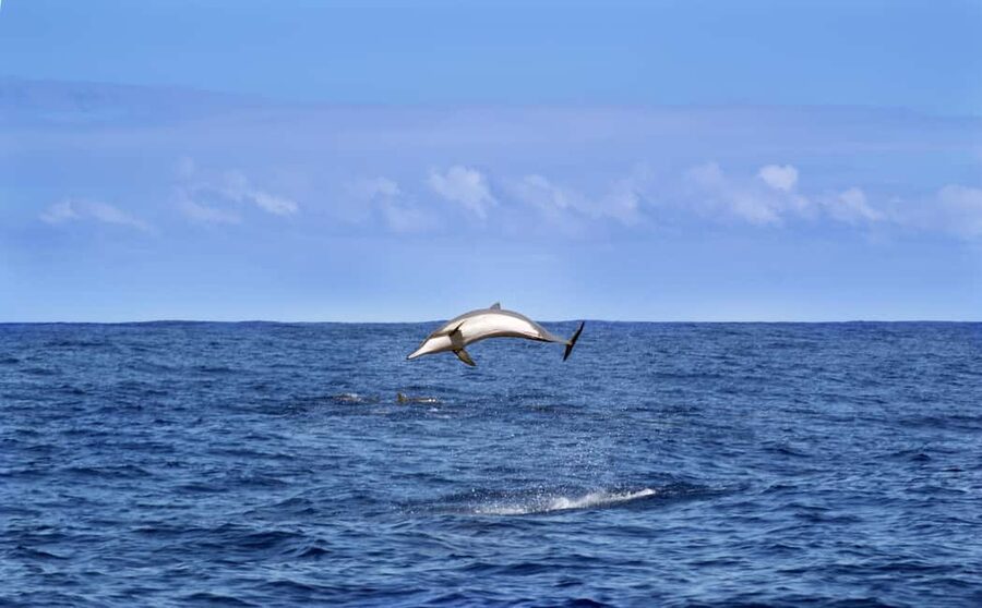 Pula: Brijuni Dolphin Watching cruise with Dinner & Sunset - Sunset at Brijuni: The Part That Makes It Worth the Trip