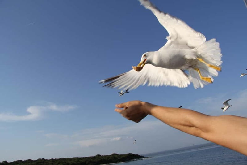 Pula: Brijuni Dolphin Watching cruise with Dinner & Sunset - Price and Value: Is $65 a Good Deal?