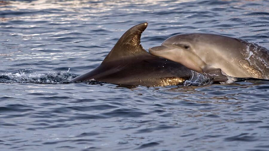 Pula: Brijuni Dolphin Watching cruise with Dinner & Sunset - Who This Cruise Fits Best in Real Life