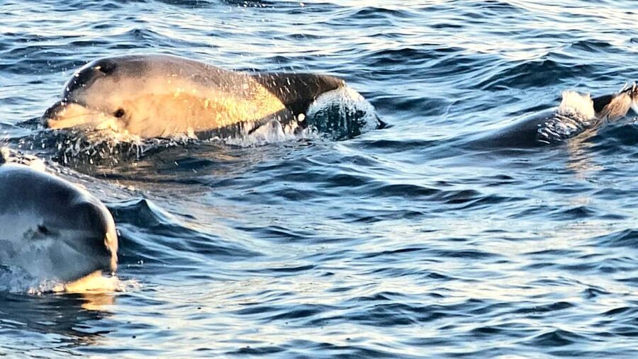 Pula: Brijuni National Park Dolphin Watching Tour w/Dinner - Brijuni from the sea: why the no-docking approach works