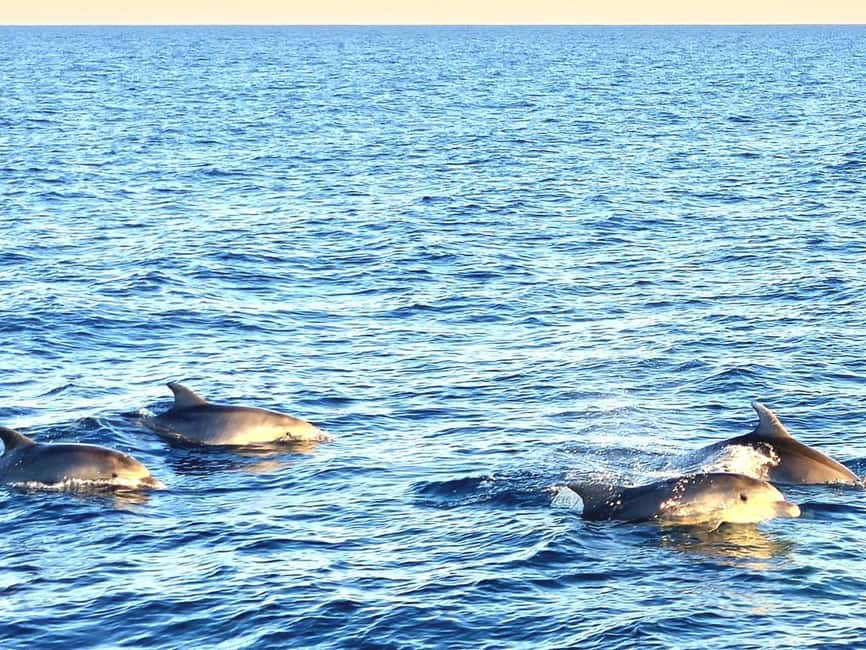 Pula: Brijuni National Park Dolphin Watching Tour w/Dinner - Pace, crowding, and the table-sharing reality on board