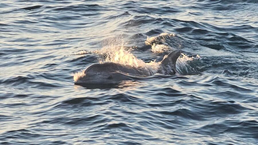 Pula: Brijuni National Park Dolphin Watching Tour w/Dinner - Who should book this Brijuni dolphin cruise with dinner