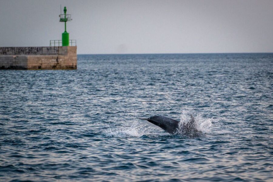 Pula: Brijuni National Park Sunset, Dolphins & Dinner Cruise - Brijuni National Park by boat, with 14 islands in view