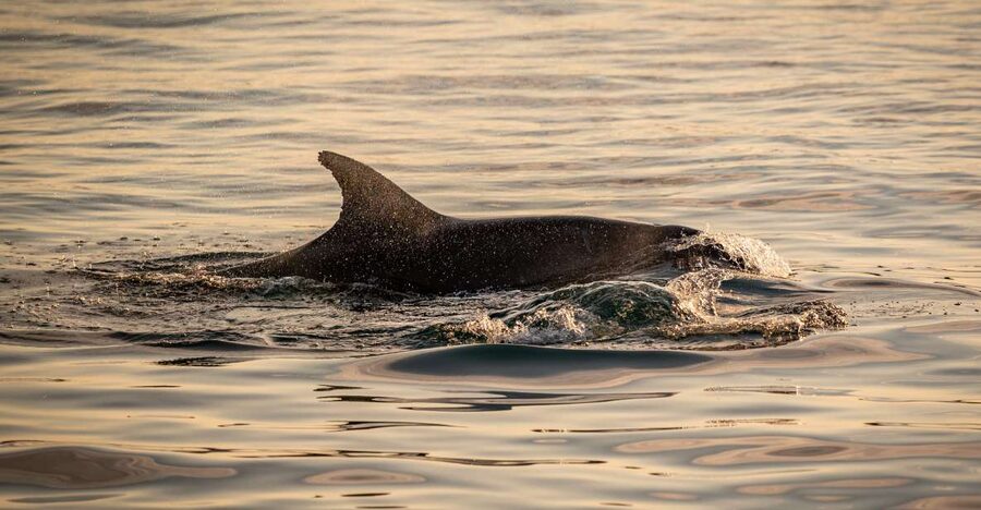 Pula: Brijuni National Park Sunset, Dolphins & Dinner Cruise - Dinner onboard: mackerel, chicken, or vegetarian plus steady drinks