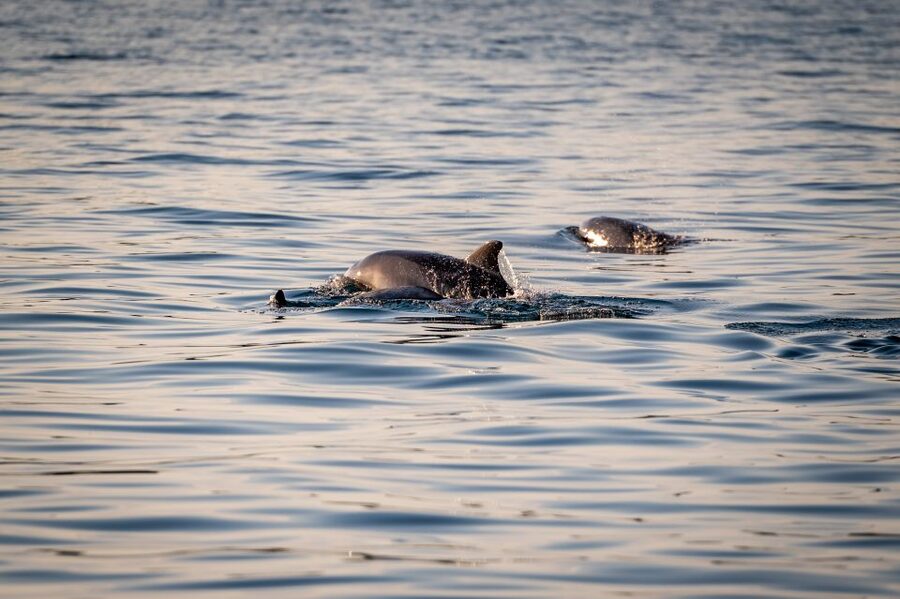 Pula: Brijuni National Park Sunset, Dolphins & Dinner Cruise - Wheelchair access and onboard comfort