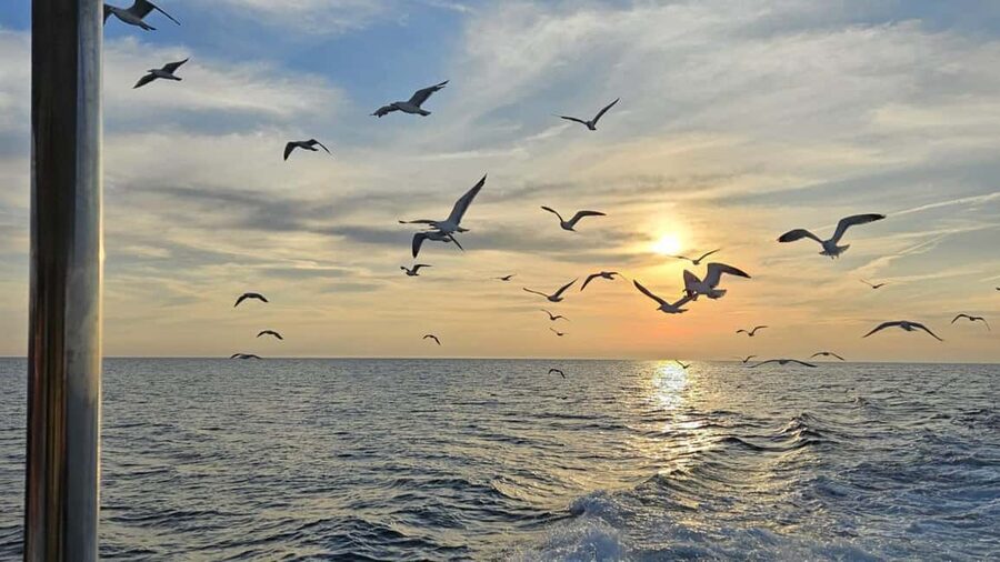 Pula: Dolphin Sunset Cruise to Brijuni with Dinner & Drinks - Unlimited wine and the drinks rules you should know