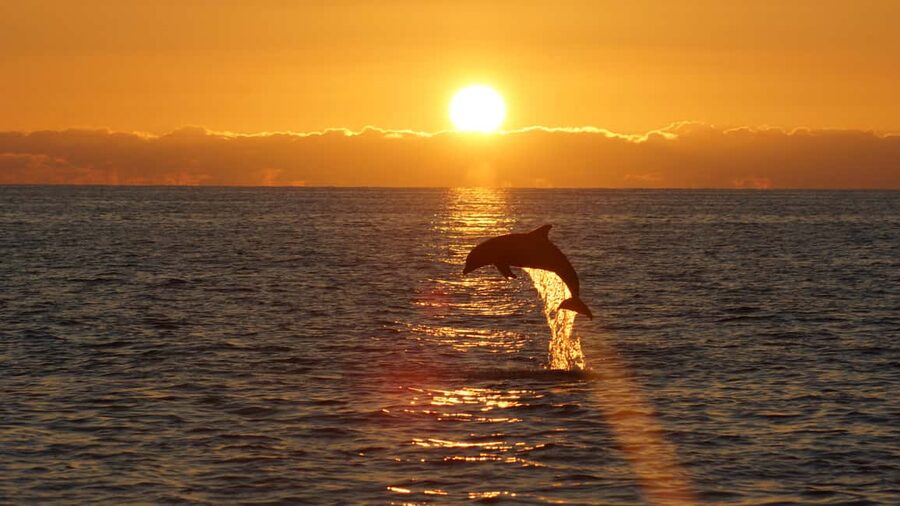 Pula: Dolphin Sunset Cruise to Brijuni with Dinner & Drinks - A modern catamaran ride that stays comfortable on open water