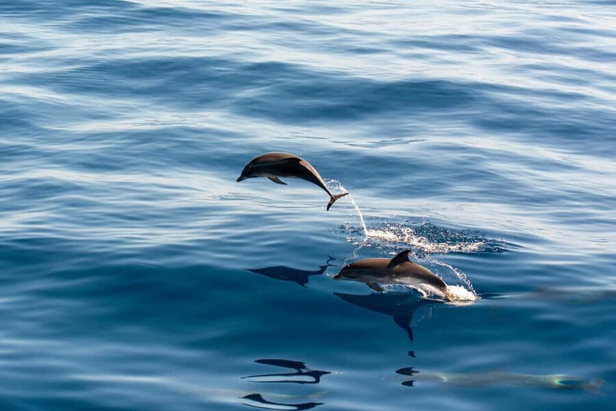 Pula: Dolphin Watching in Brijuni Park with Dinner & Drinks - Key highlights at a glance