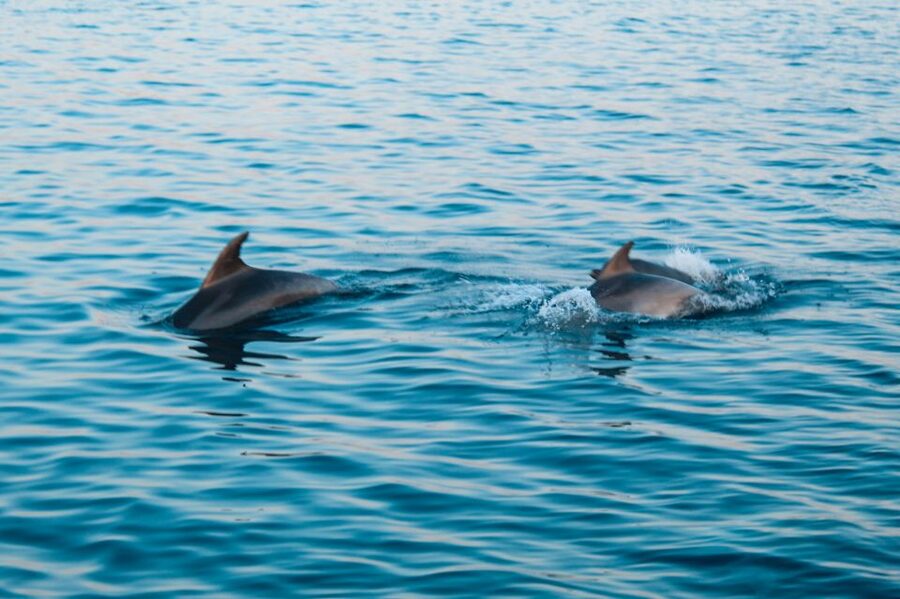 Pula: Dolphin Watching in Brijuni Park with Dinner & Drinks - Practical value check: is it worth $51?